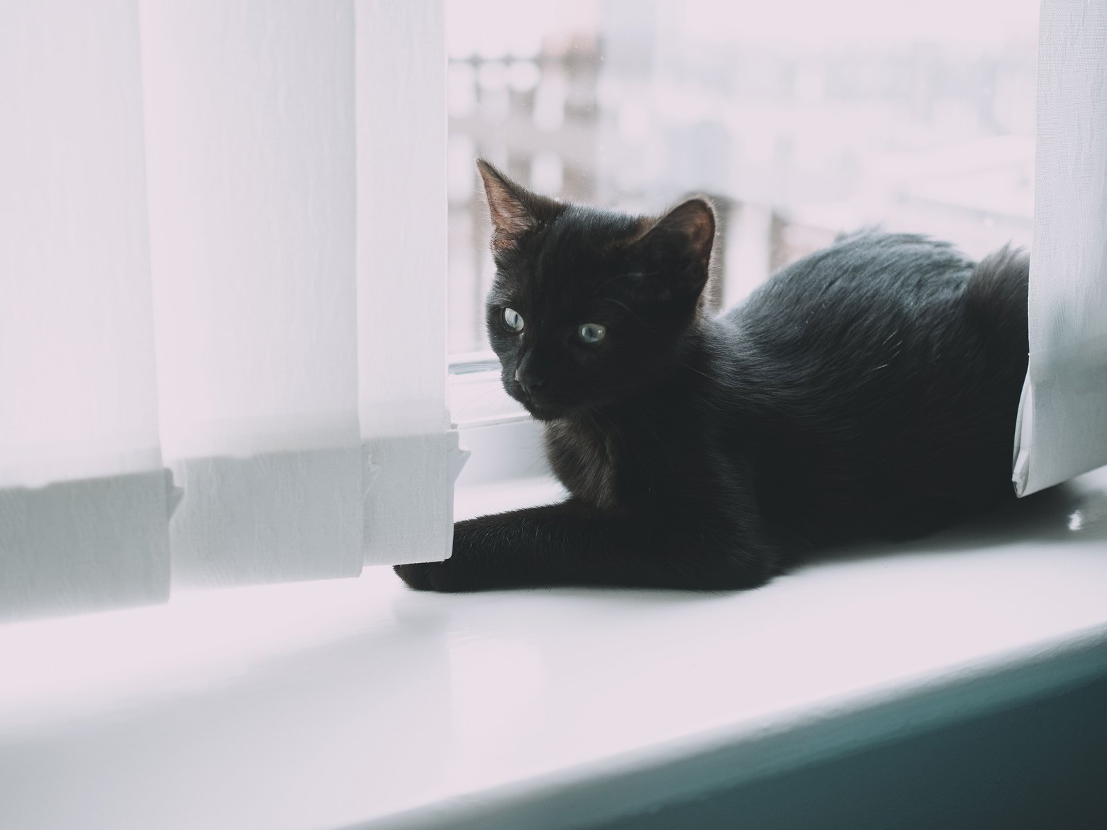 En svart katt vilar lugnt i ett fönster hemma