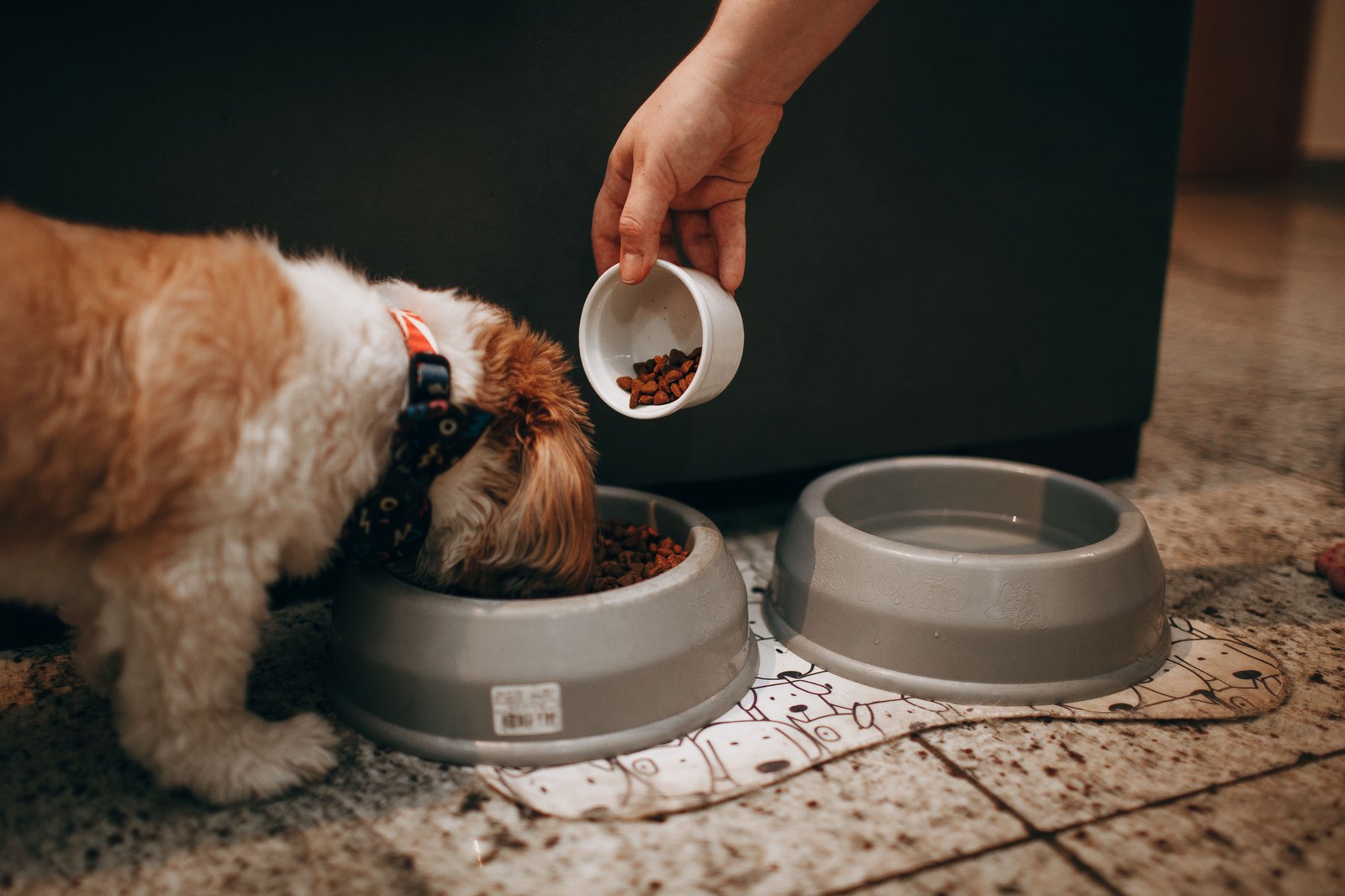 Une main verse une portion mesurée de croquettes dans la gamelle d'un chien, à côté d'une gamelle d'eau séparée