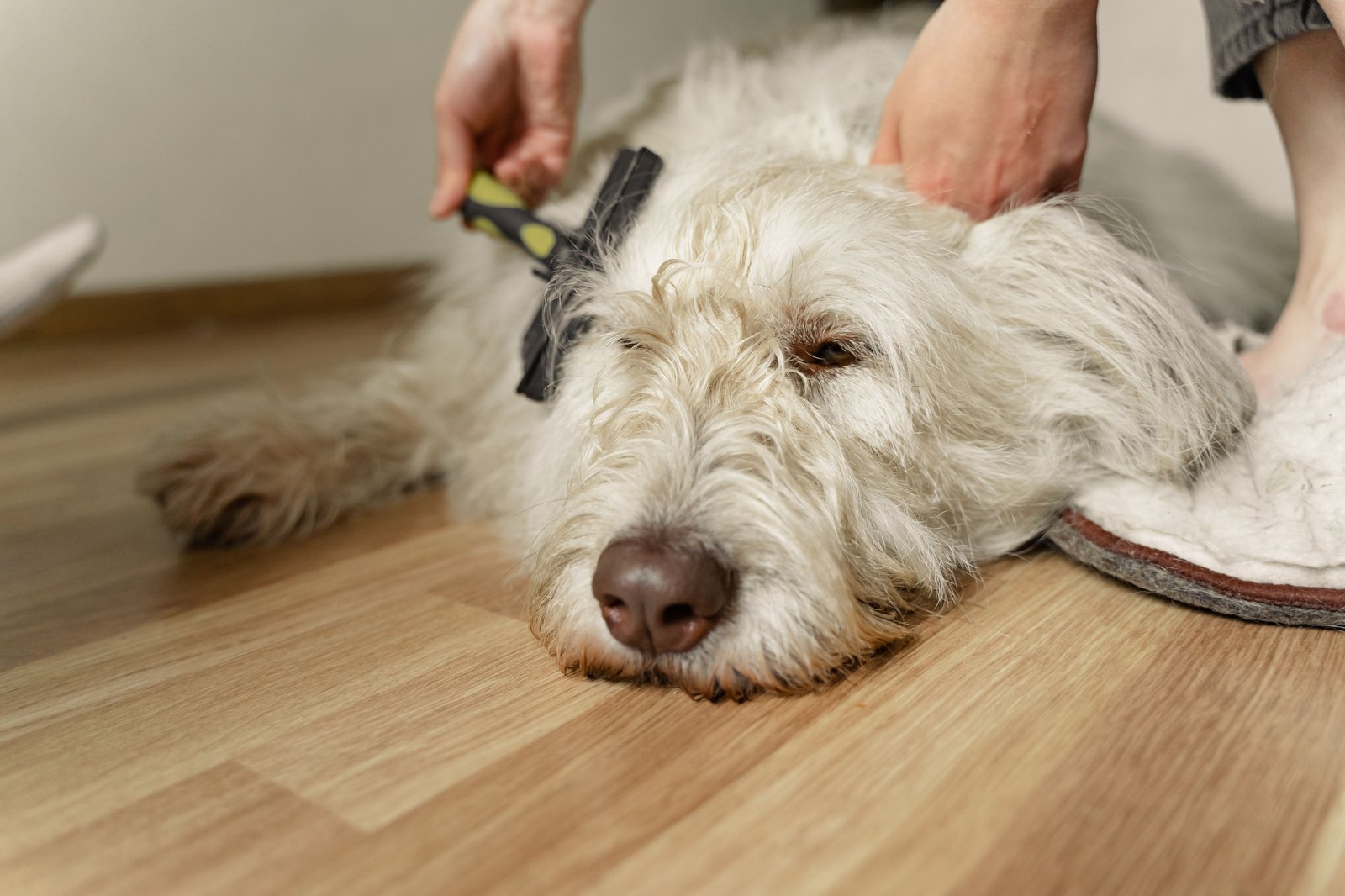 Eine Person bürstet sanft einen entspannten, flauschigen Hund, der auf einem Holzboden liegt