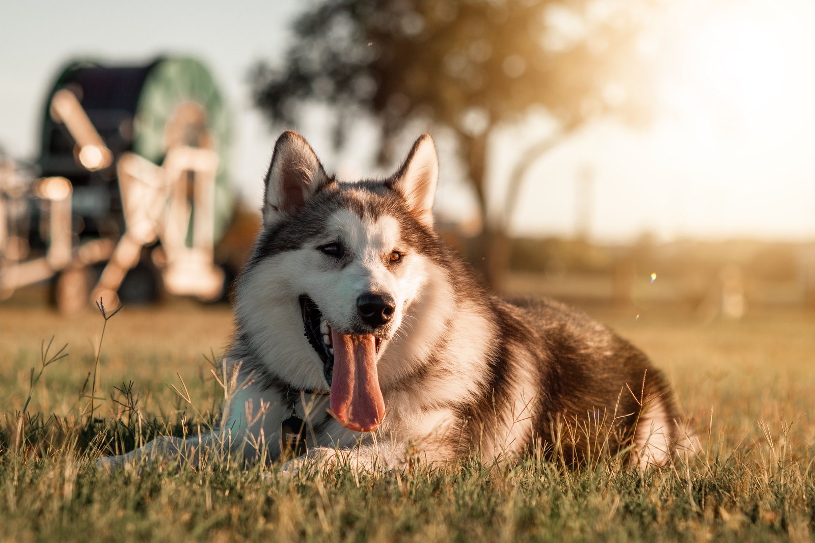 Macht Scheren einen Hund mit Doppelfell kühler?