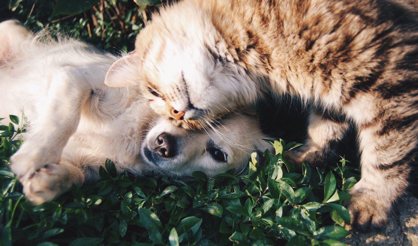Sind Floh-/Zeckenmittel für Hund und Katze austauschbar?