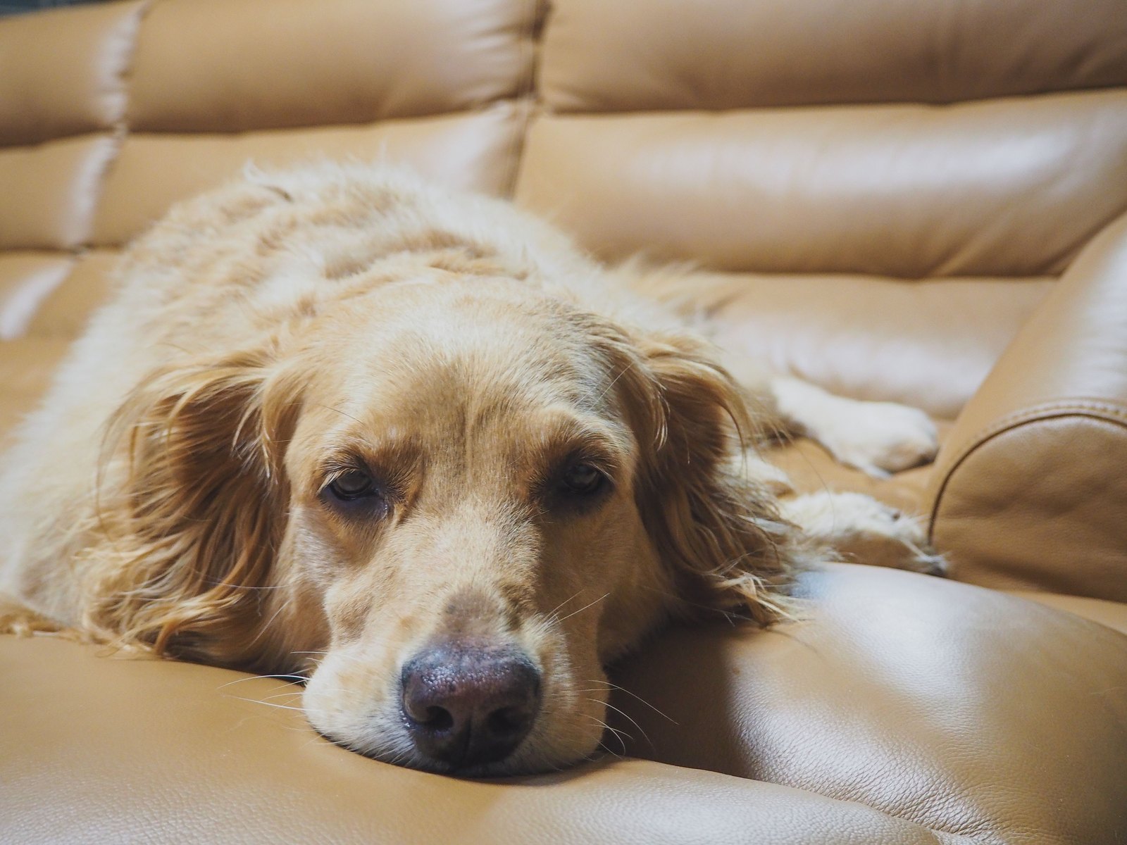 Ein Golden Retriever ruht mit gesenktem Kopf still auf einem Ledersofa