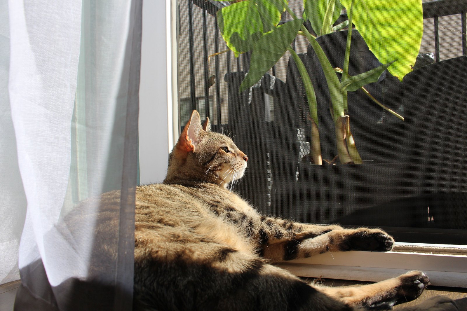 Katt vilar tryggt i solen bakom ett monterat skyddsnät på balkongen