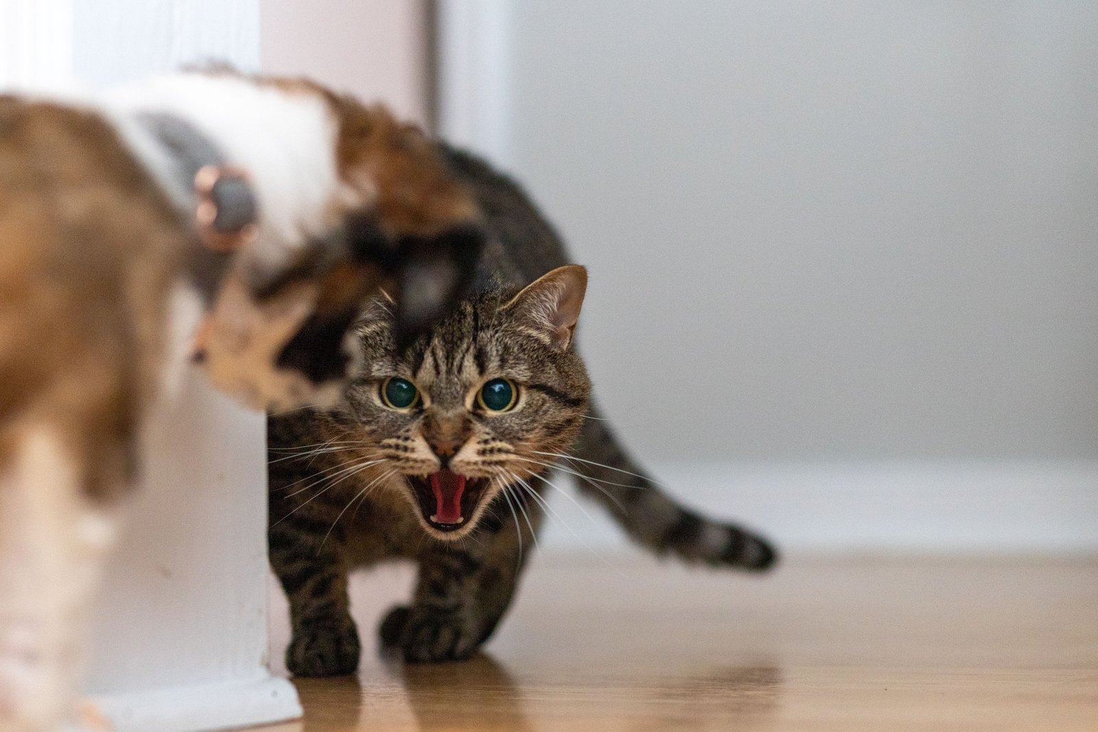 Angespannte, fauchende Katze im Sprung, im Hintergrund unscharf eine zweite Katze