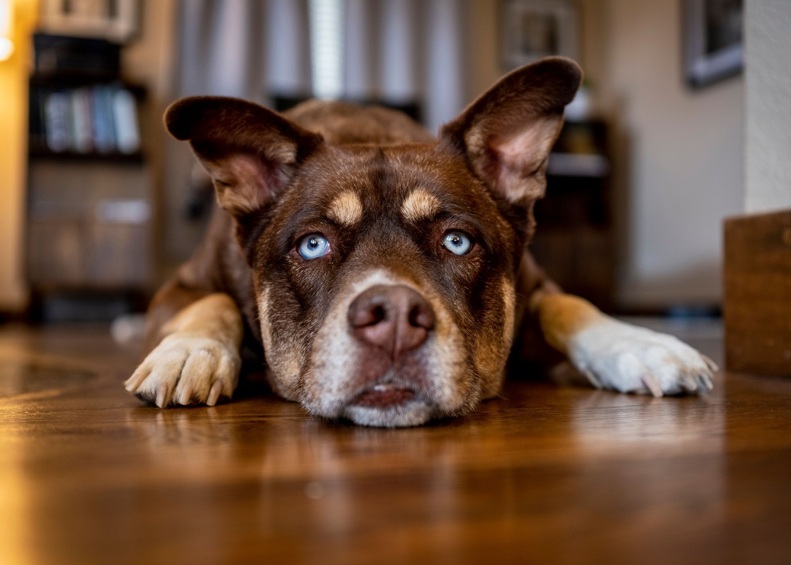 Ein großer gelber Labrador liegt lang ausgestreckt und ruht auf einem Holzboden