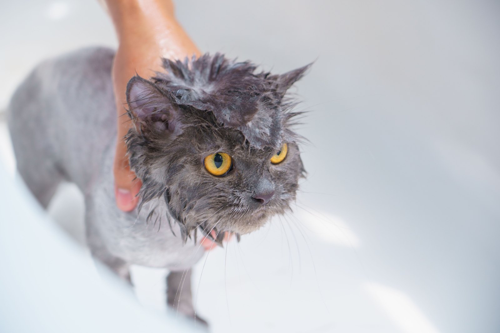 Natte grijze kat tijdens het baden, die recht in de camera kijkt
