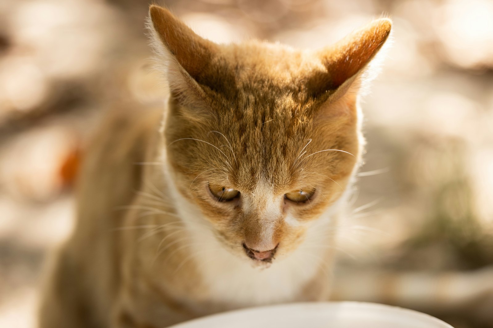 Een oranje cyperse kat kijkt naar beneden naar zijn voerbak