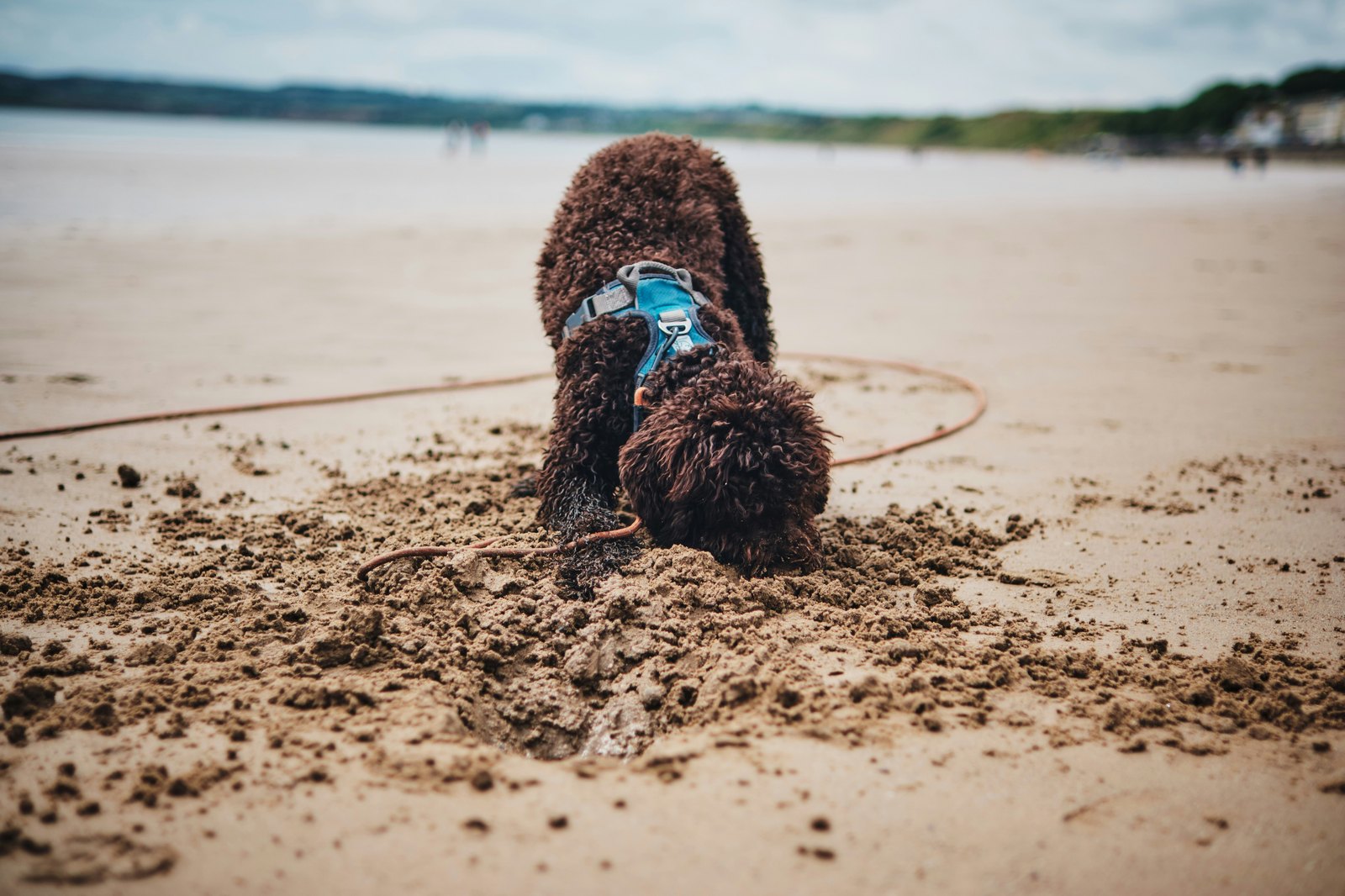 Un perro de pelo rizado con arnés cava con entusiasmo en la arena de la playa