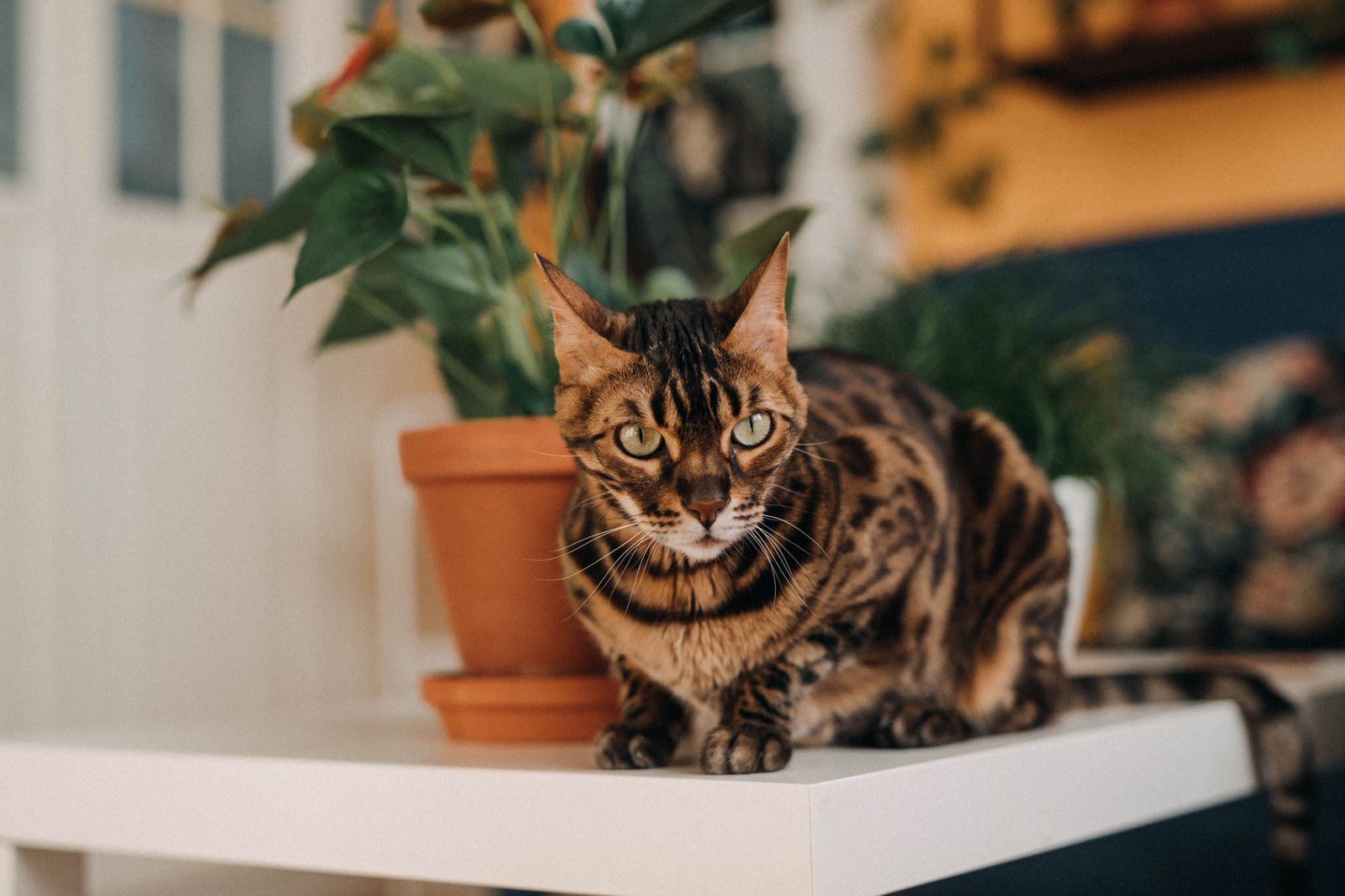 En Bengalkatt sitter vaksamt på kanten av ett bord bredvid en kruka med en växt