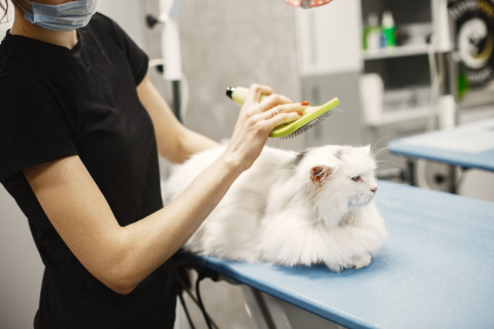 Fellpflegerin bürstet eine langhaarige weiße Katze auf dem Pflegetisch