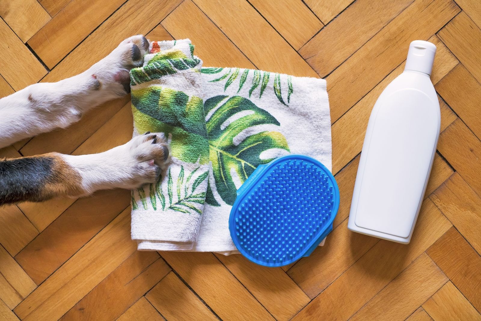 Hundeshampoo, Handtuch und Bürste liegen für die Fellpflege zuhause bereit