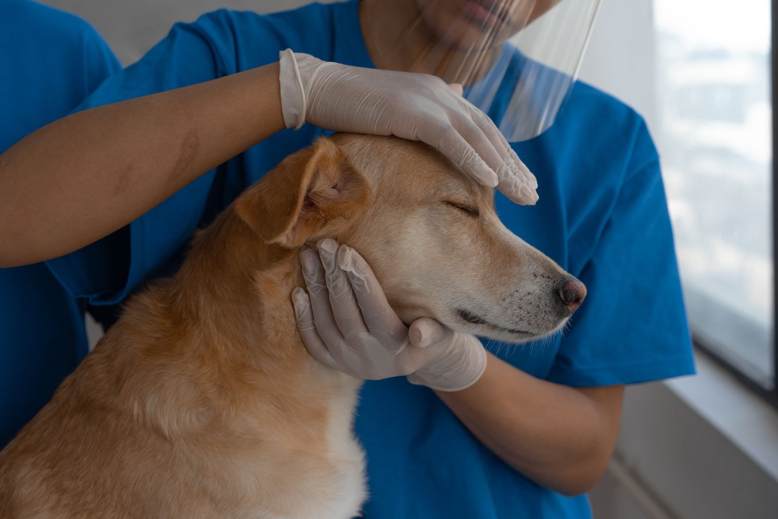 Tierärztliches Fachpersonal untersucht behutsam Kopf und Ohr eines Hundes
