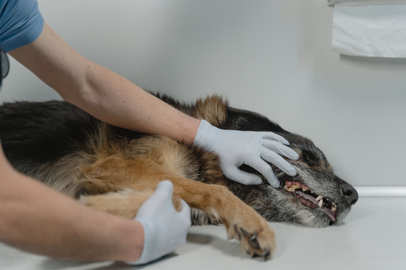 Tierärztliche Fachkraft untersucht vorsichtig das Bein eines liegenden Hundes