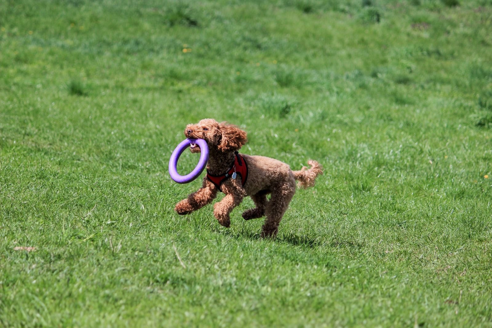 Verspielter Hund rennt aufgeregt mit einem Spielzeug im Maul über eine Wiese