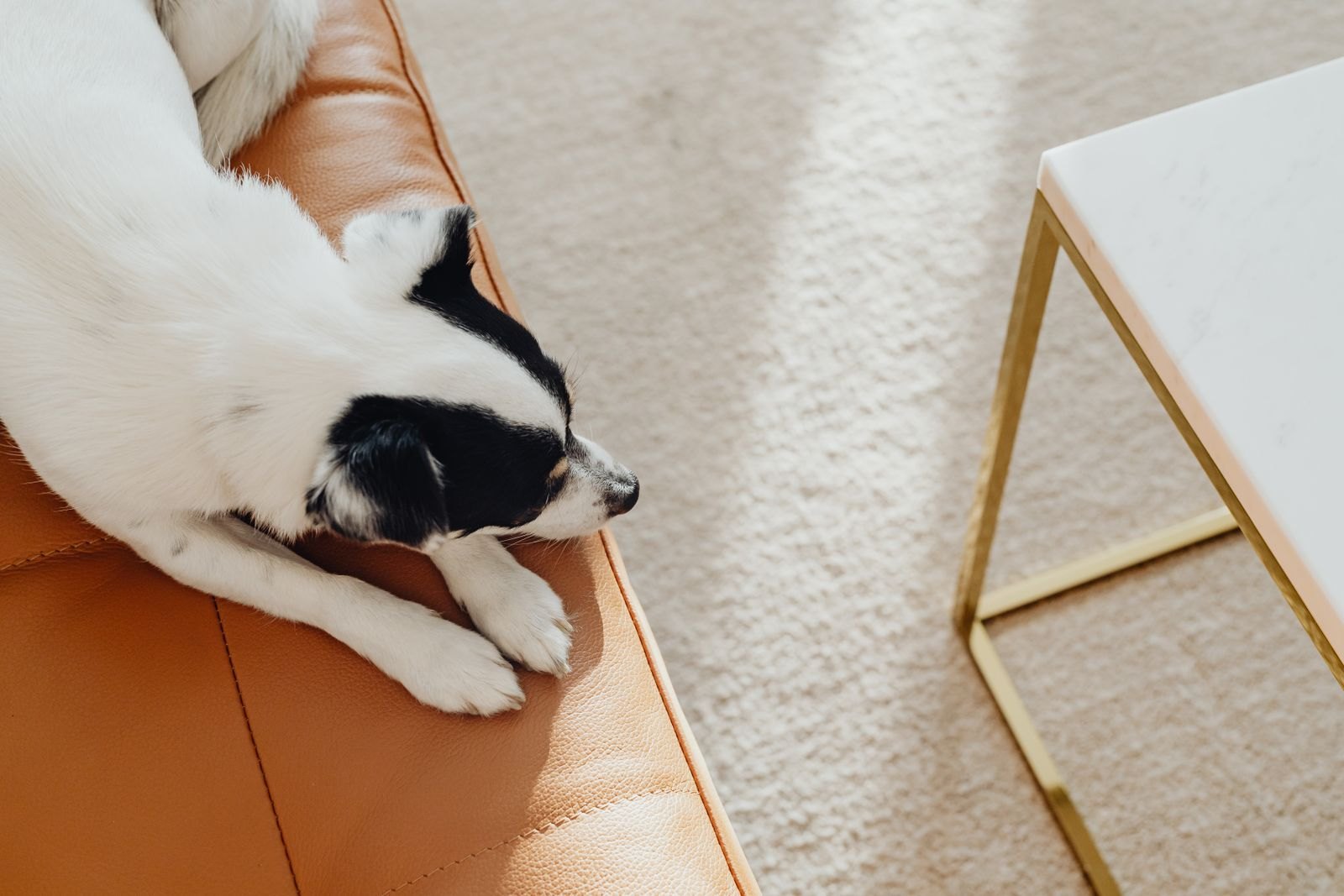 Ein Hund liegt zurückgezogen und entspannt in einer ruhigen Zimmerecke