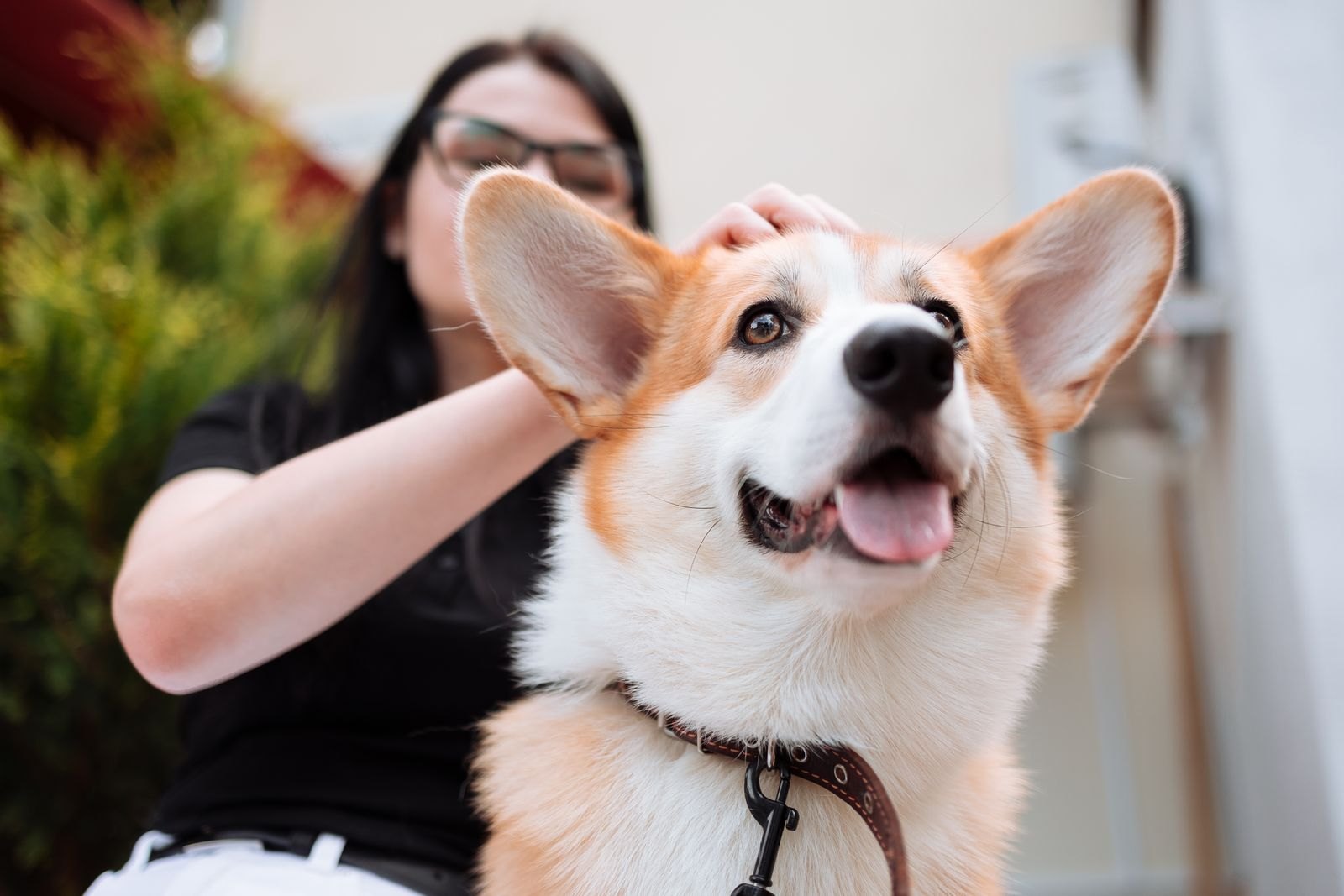 Ohrenreinigung beim Hund: Nicht öfter, sondern gezielter