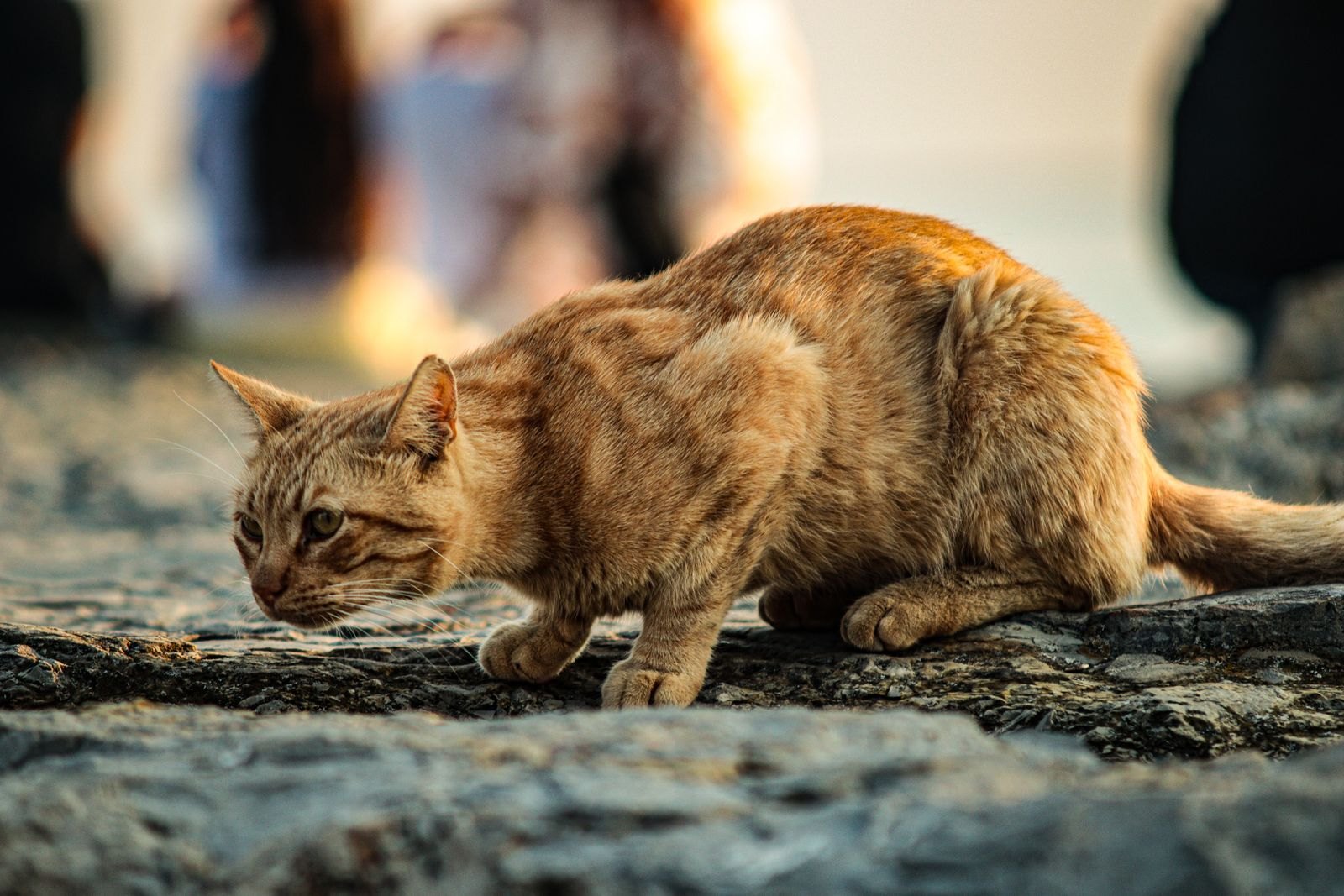 Katze in geduckter Jagdhaltung mit konzentriertem Blick auf ein Ziel