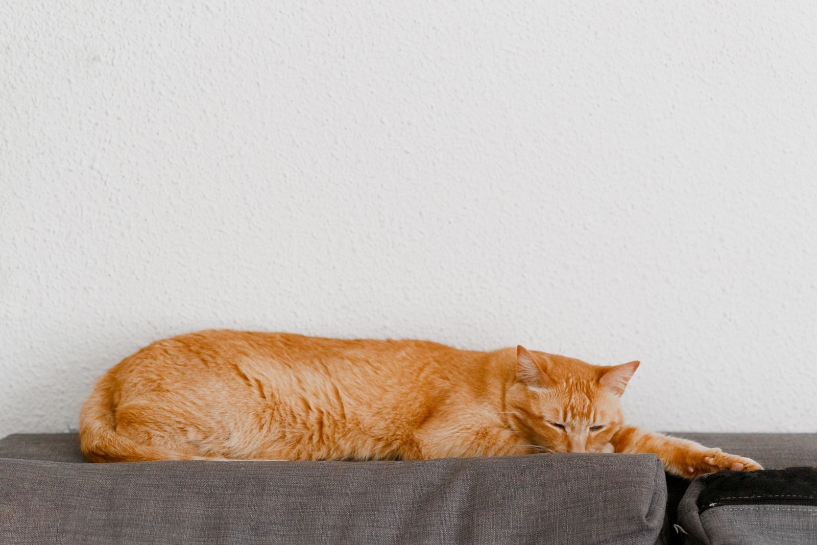 Warum mehr Schlaf bei der Katze täuschen kann
