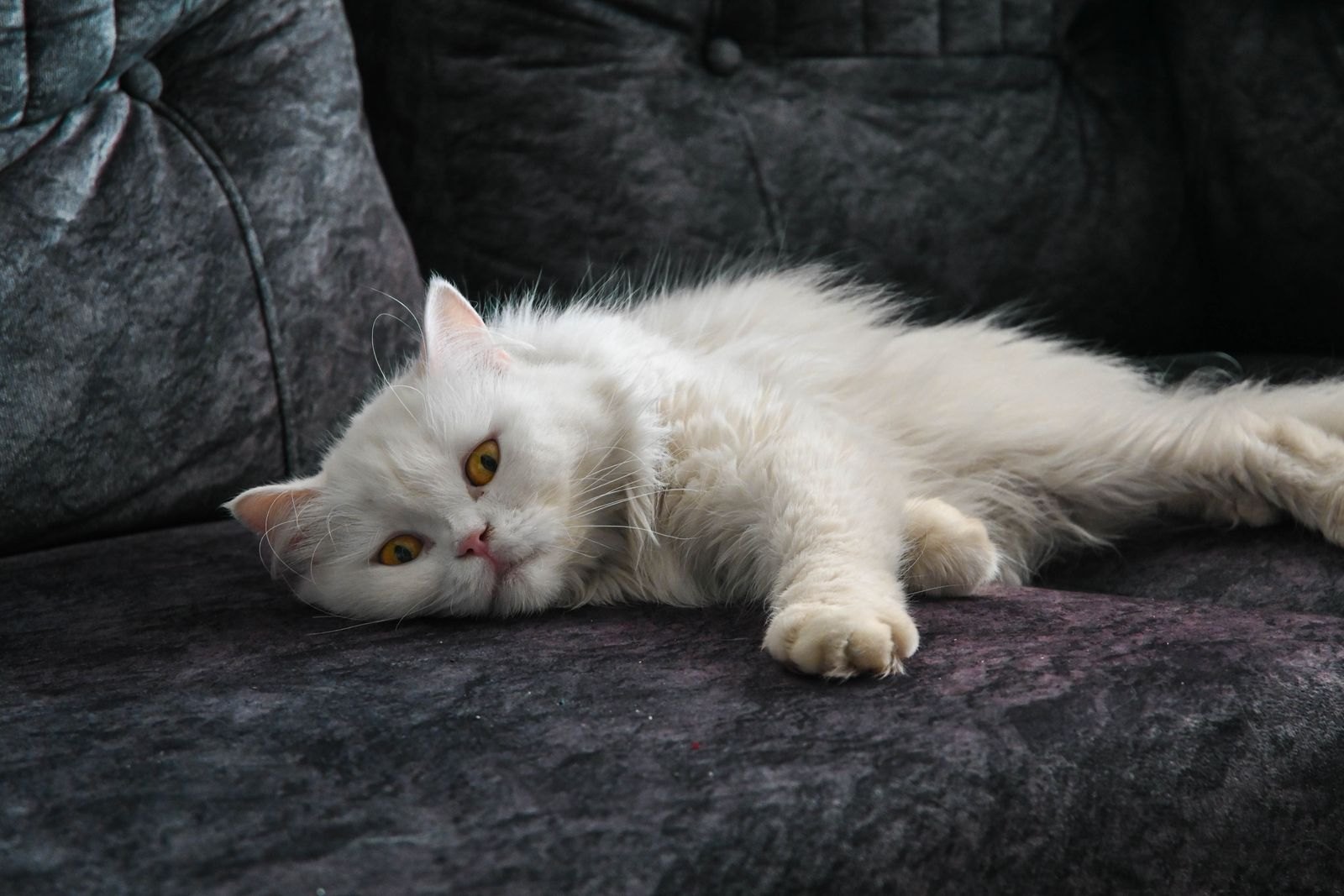 Weiße Langhaarkatze liegt müde mit halb geöffneten Augen auf einem dunklen Sofa