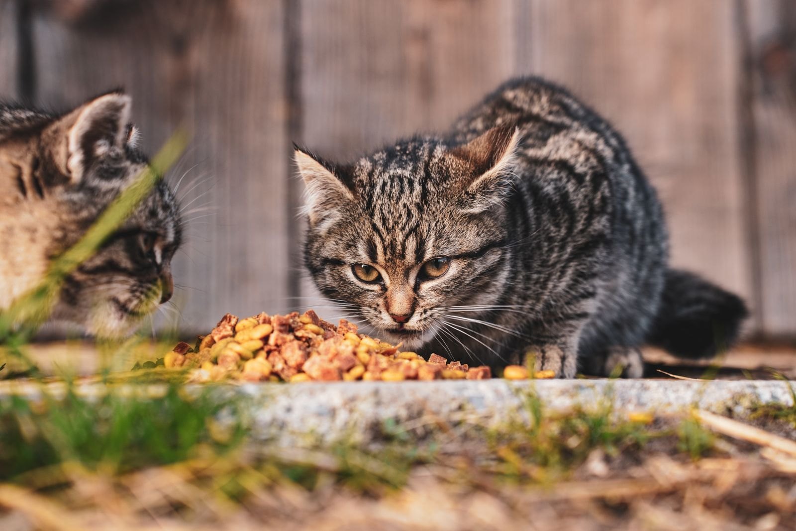 Kittenfutter vs. Katzenfutter: Was FEDIAF wirklich sagt