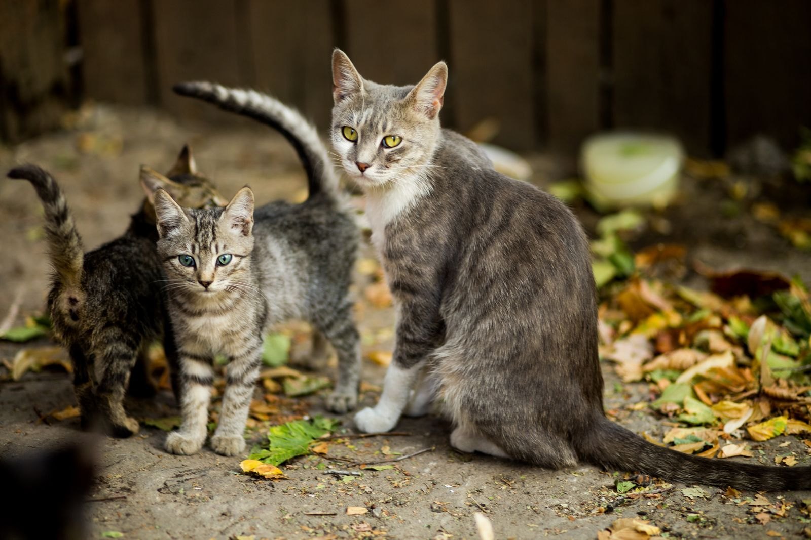 Ausgewachsene Katze mit zwei Kätzchen im Freien, deutlicher Größenunterschied sichtbar