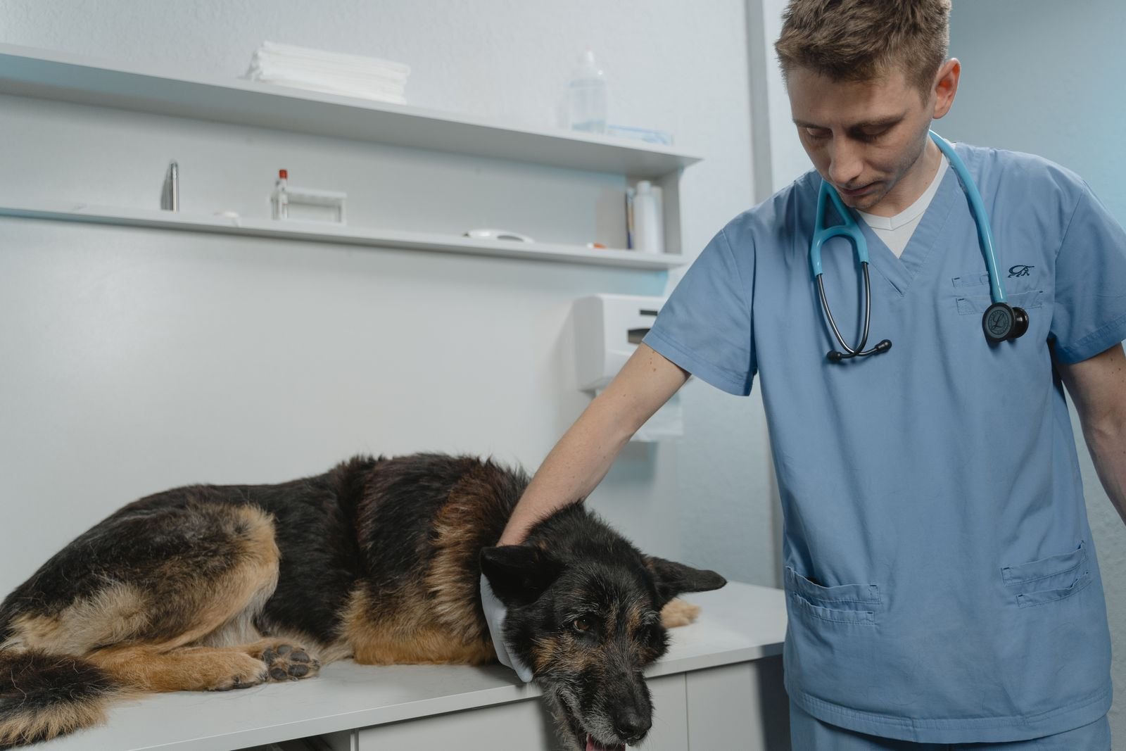 Ein Tierarzt untersucht einen liegenden Schäferhund mit Stethoskop auf dem Behandlungstisch