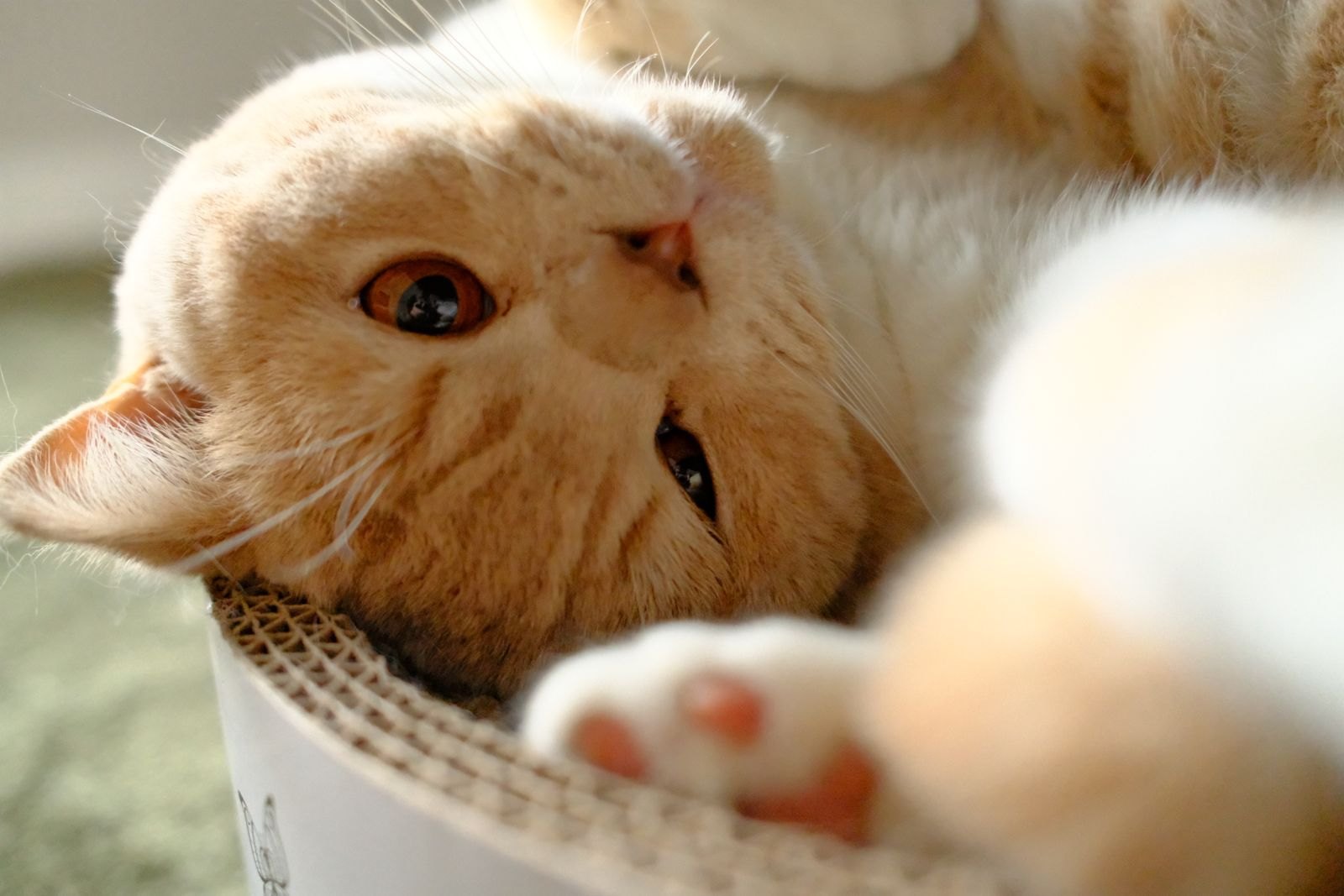 Katze streckt sich mit sichtbarer Pfote an einer Kratzfläche aus Wellpappe