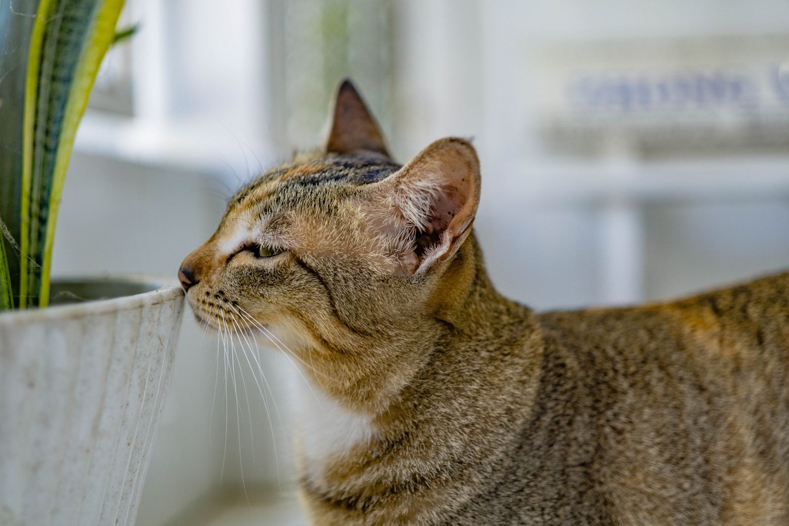 Getigerte Katze schnuppert neugierig an den Blättern einer Zimmerpflanze