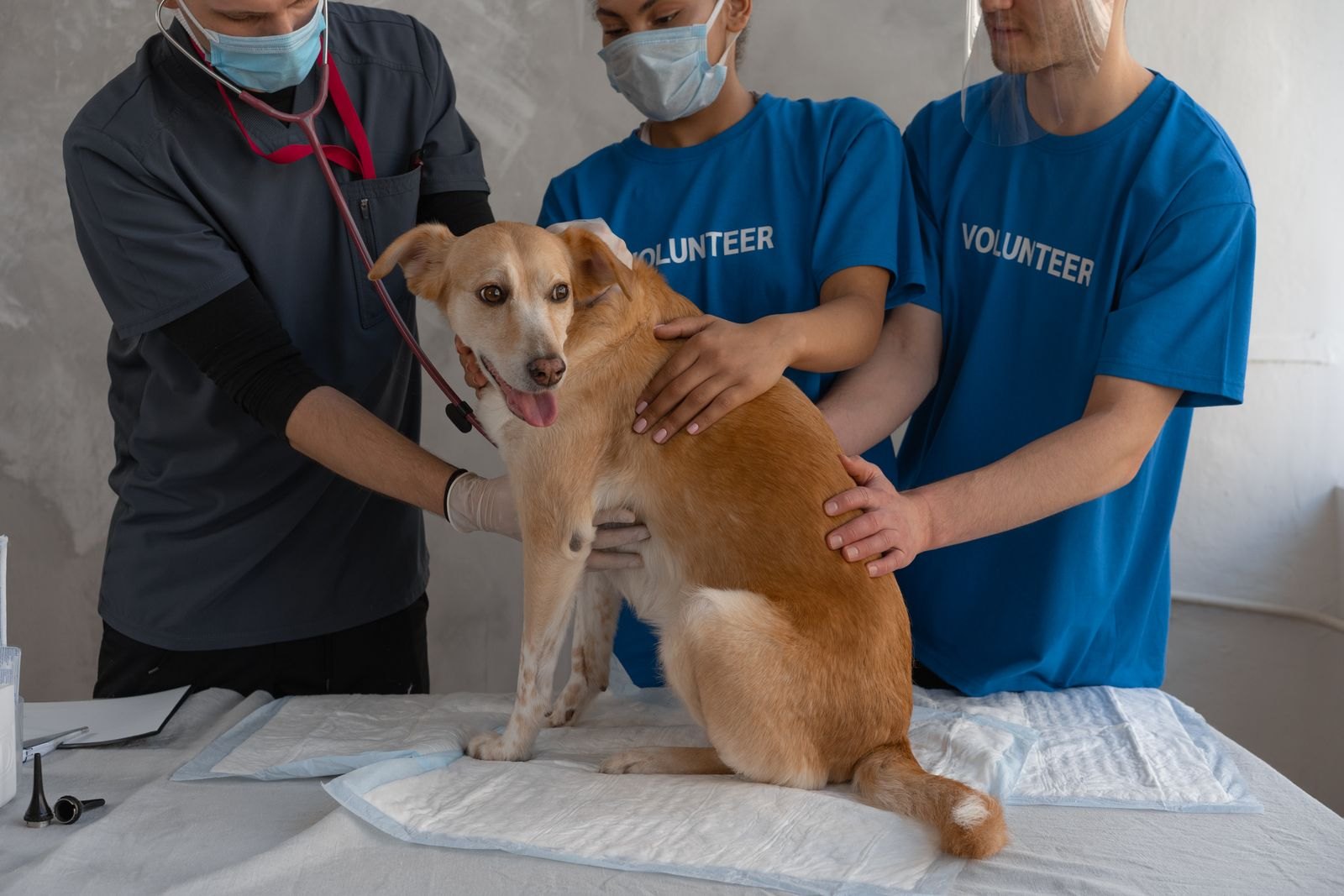 Why Do So Many Pets Have Anal Gland Issues Owners Miss?