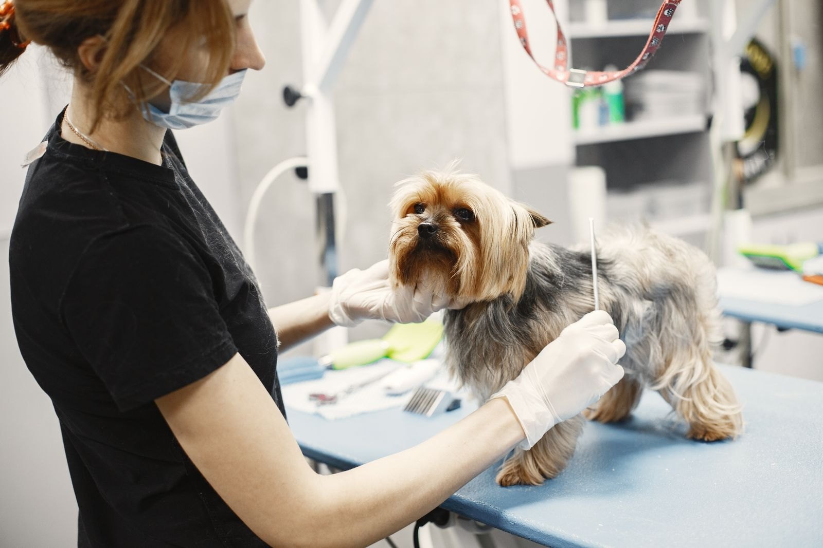 Groomer carefully trimming a small dog's coat on a grooming table