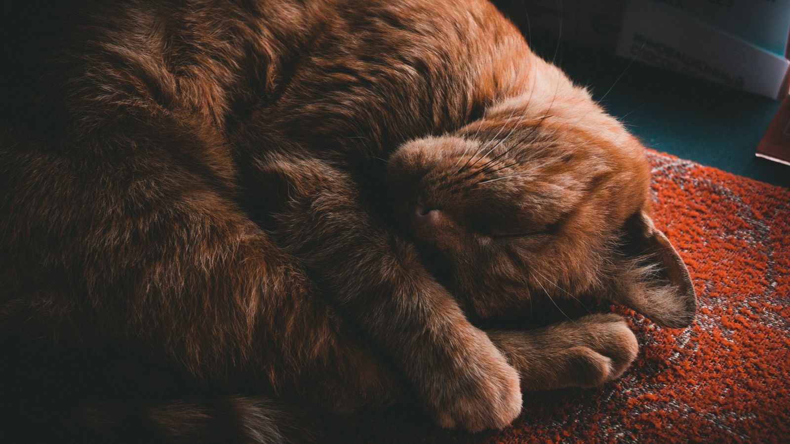 Cat resting calmly on a patterned rug indoors