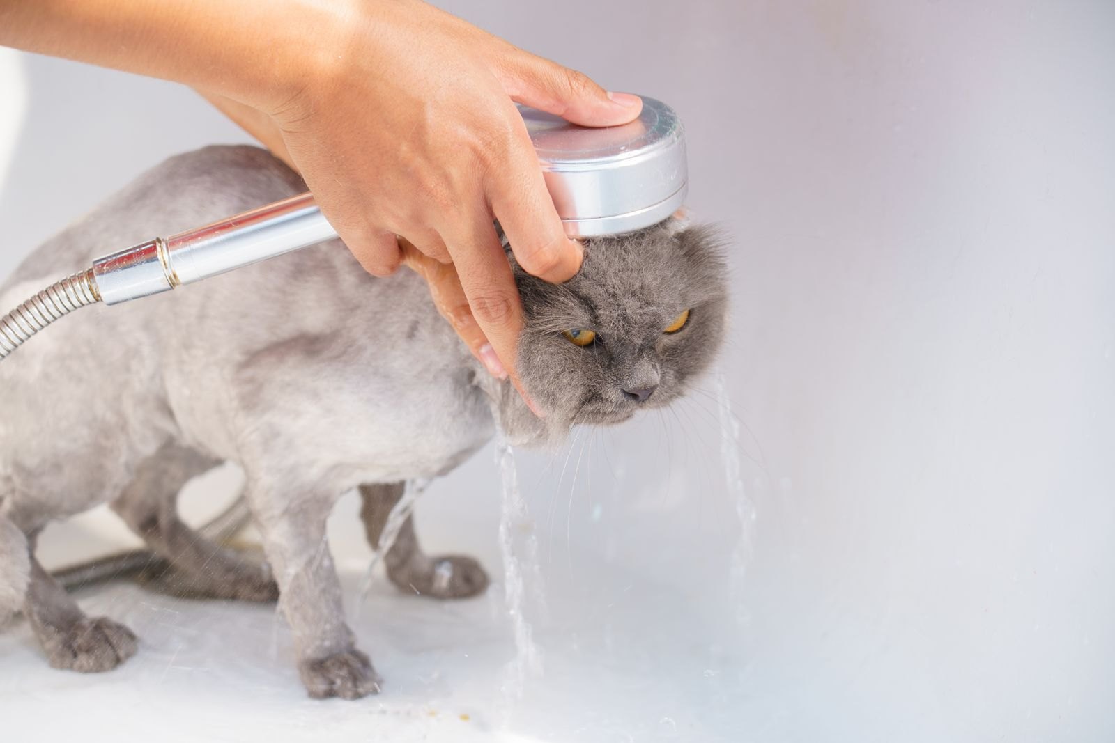 Bathing Your Cat More Isn't Cleaner — It's Drier Skin