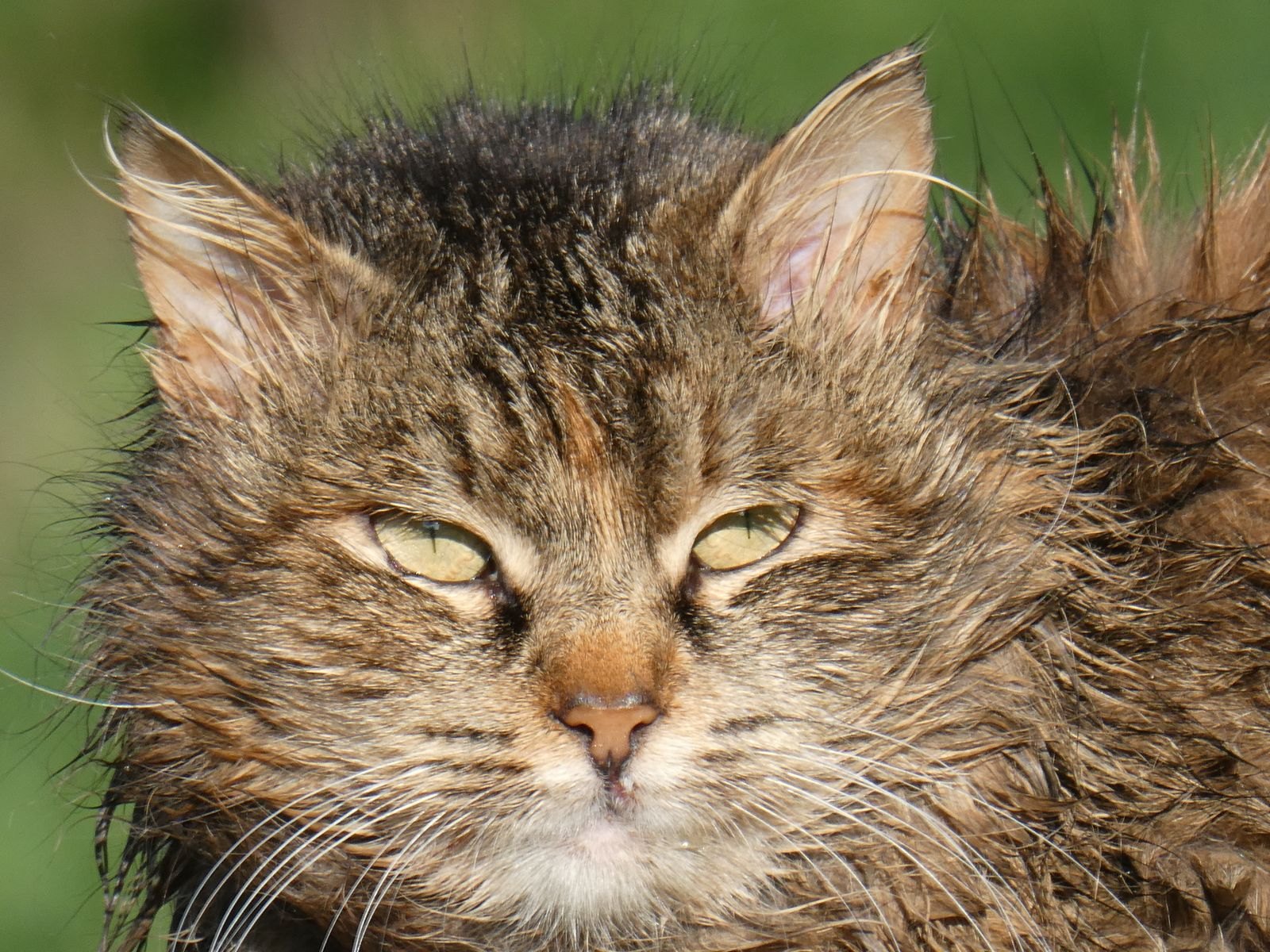 Close-up of a cat's wet, matted fur after a bath