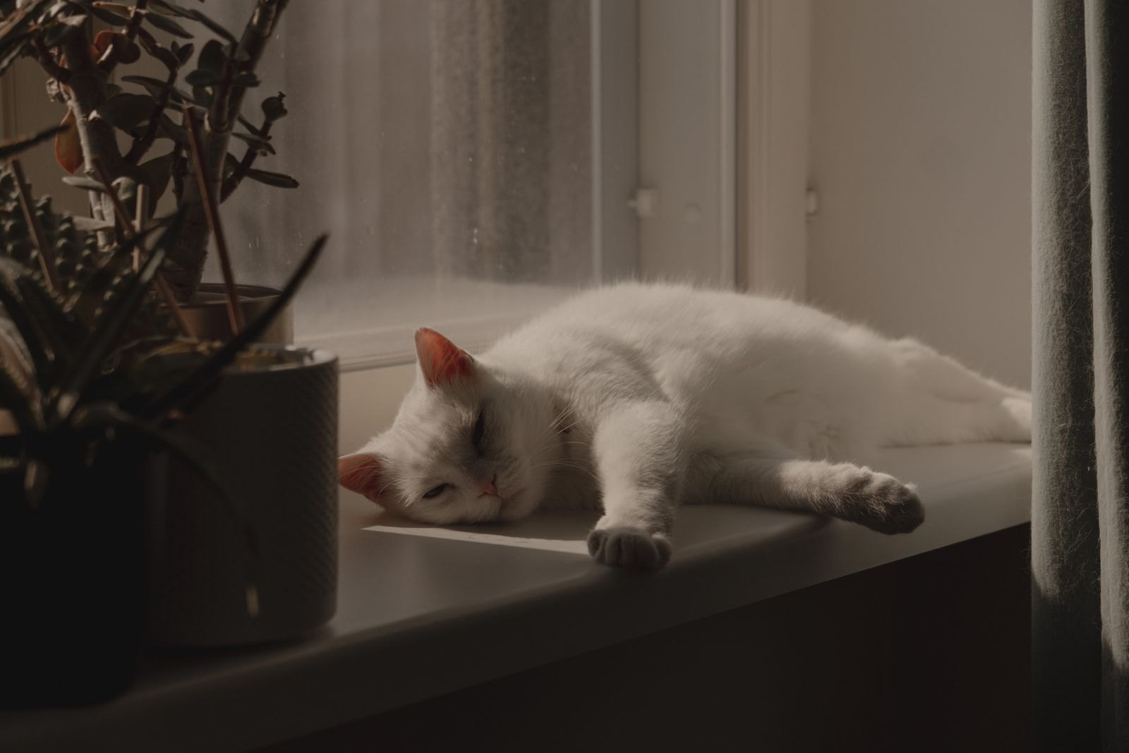 White cat sleeping peacefully on a sunlit windowsill