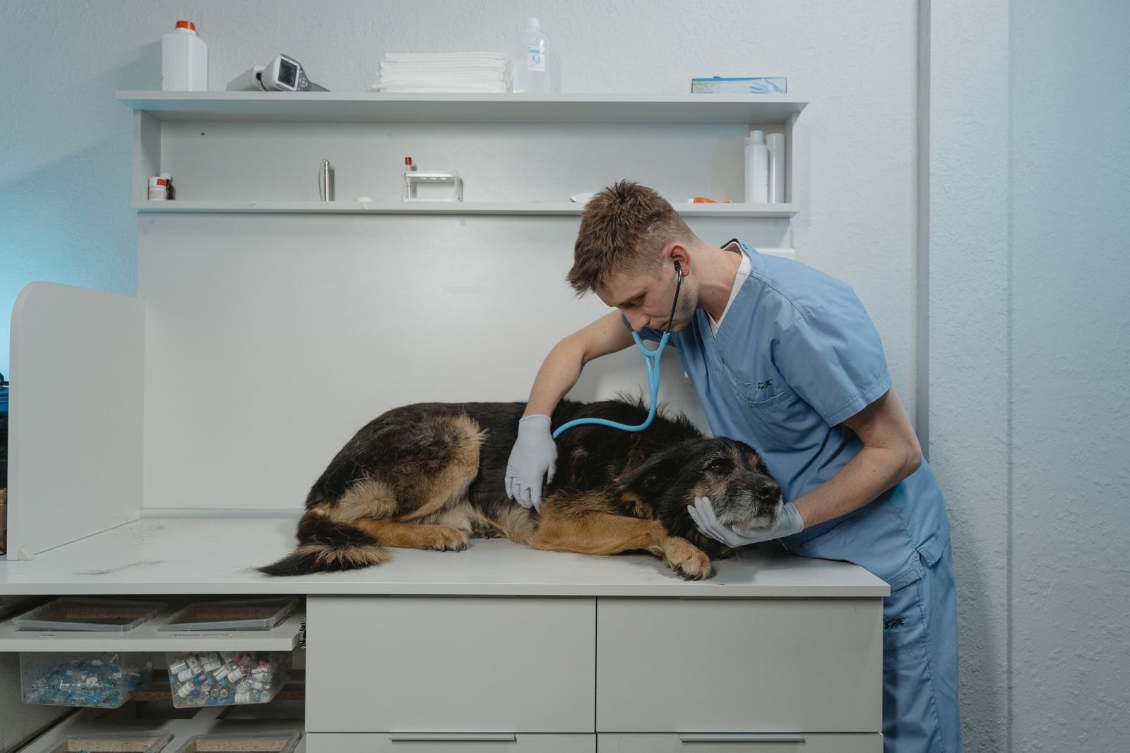A veterinarian using a stethoscope to examine a senior dog on an exam table