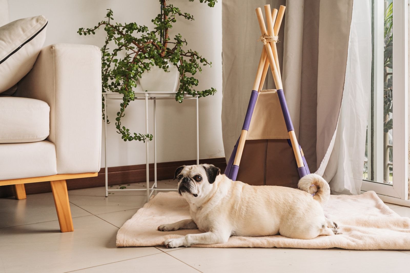 A pug resting on a mat in front of a small dog teepee tent in a quiet corner