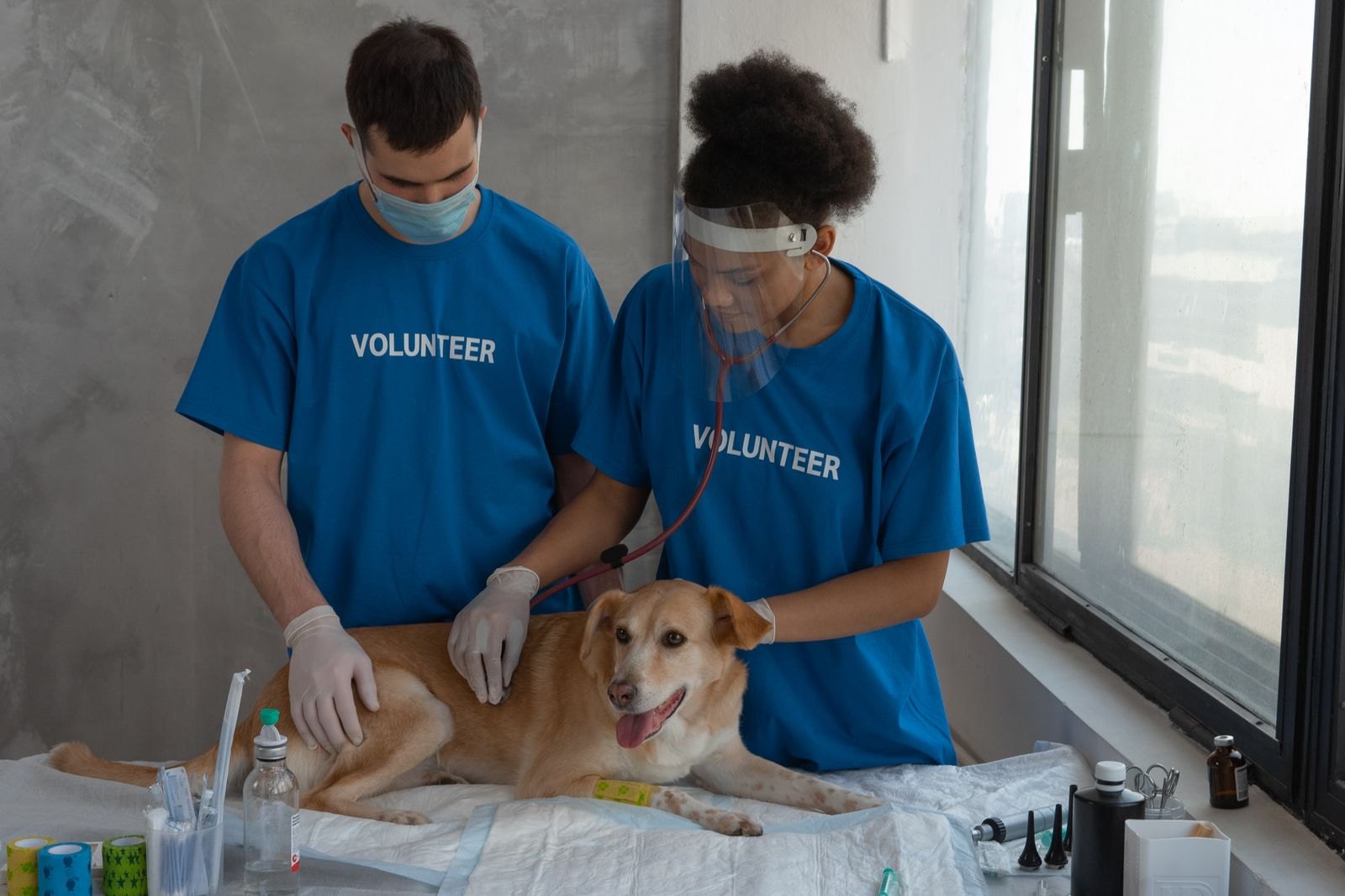 Two volunteers in blue shirts examining a dog with a stethoscope on an exam table