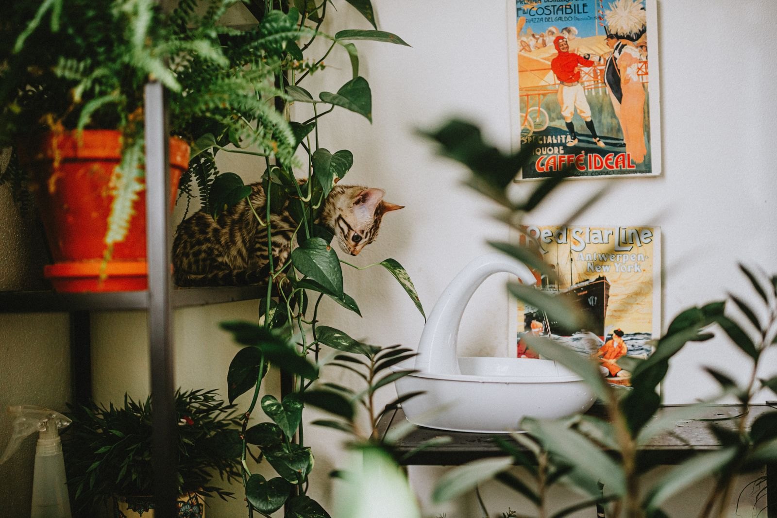A cat sniffing near a trailing houseplant vine indoors next to potted plants