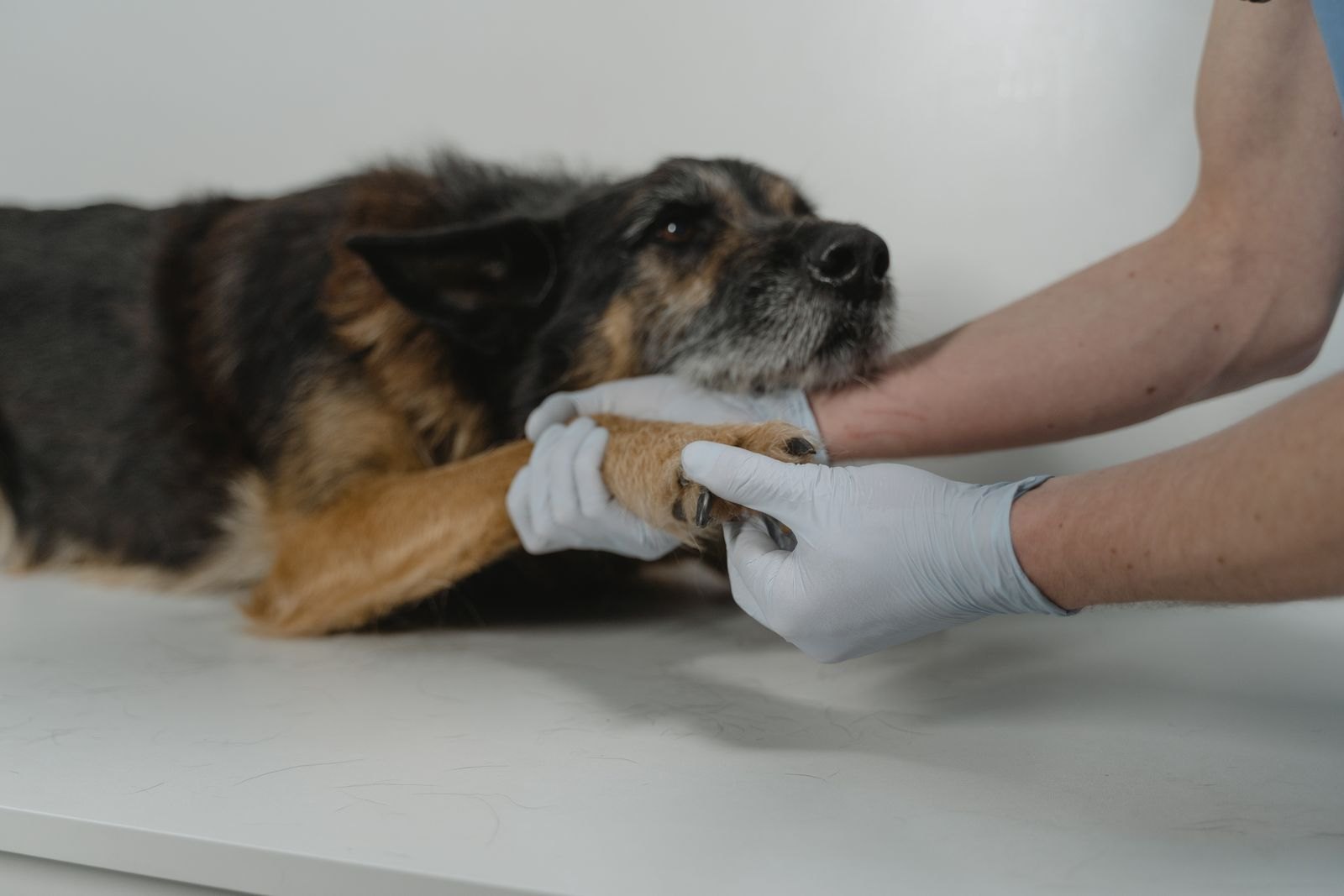 Hand gently checking a dog's paw during an at-home health check