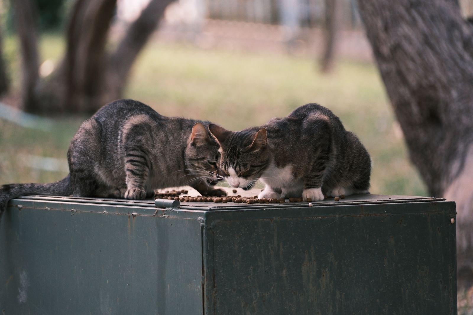 Adult cats eating food from bowls outdoors