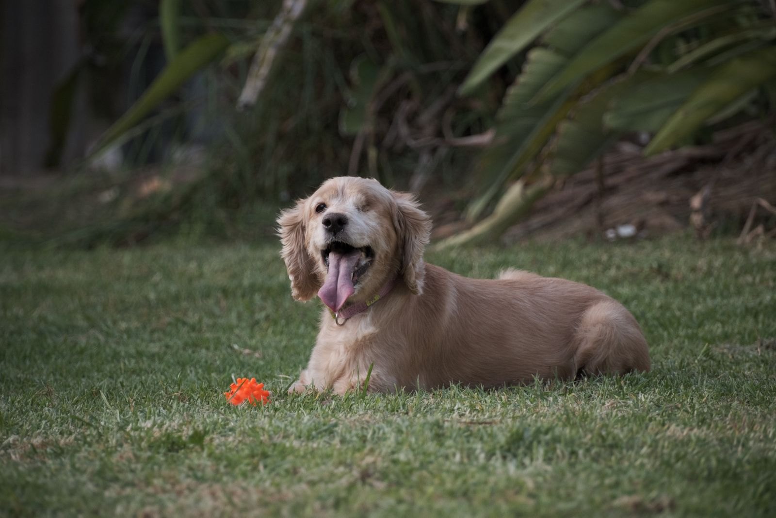 Over-Cleaning Your Dog's Ears Is Secretly Causing Infections