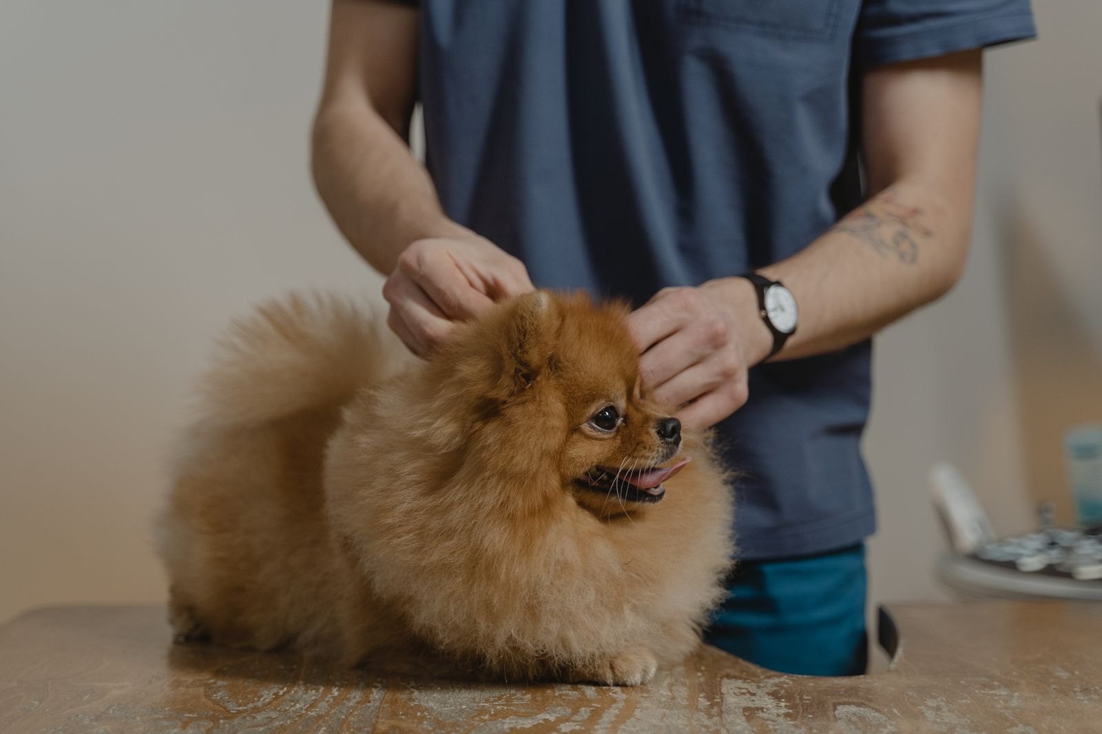 Person gently checking a dog's ear during a grooming session