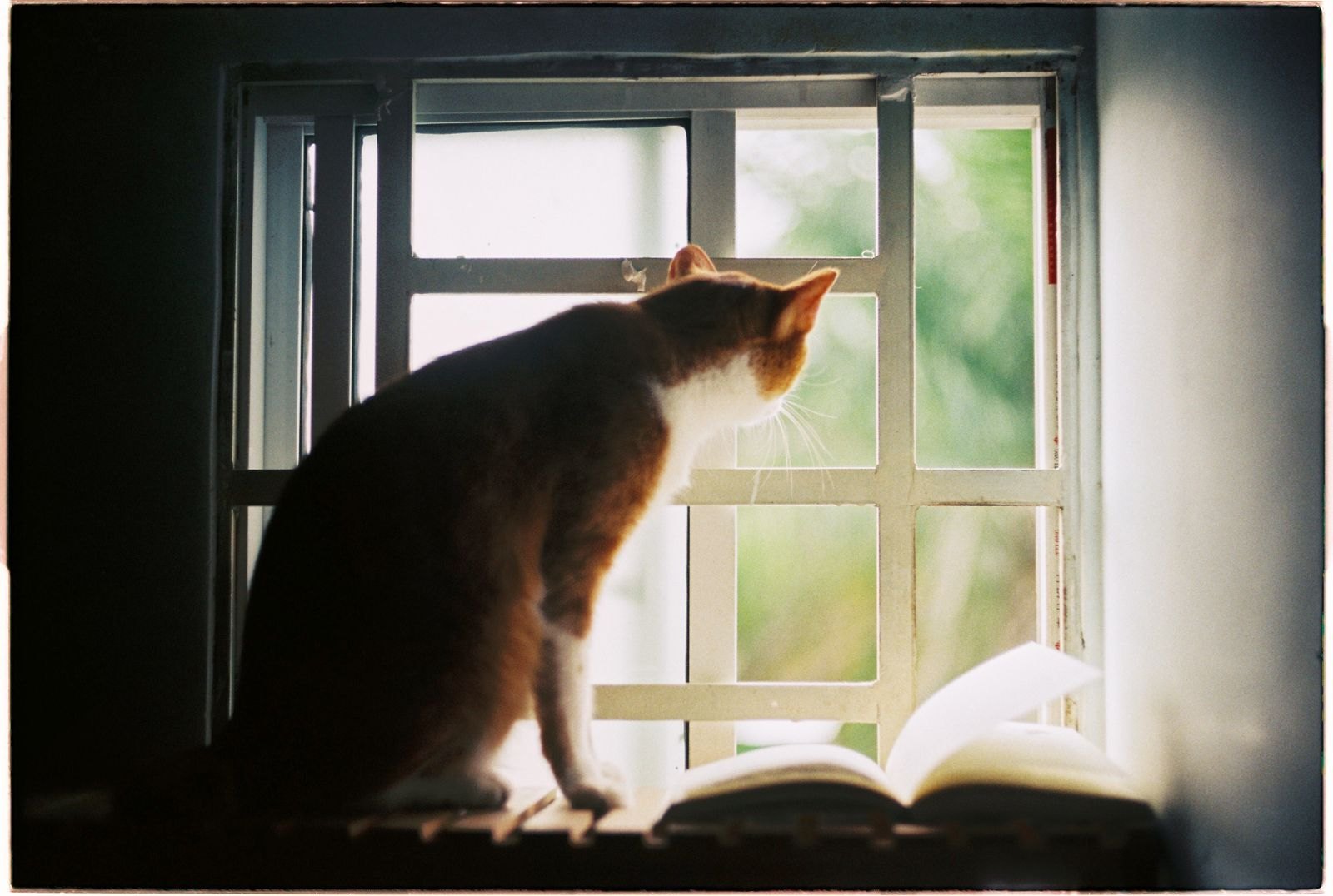 Cat Chattering at Birds Isn't a Quirk — It's Instinct