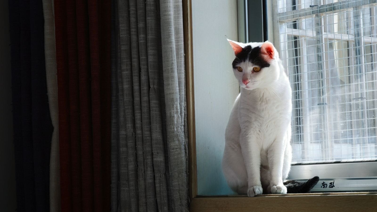 A black and white cat sitting alert on a windowsill
