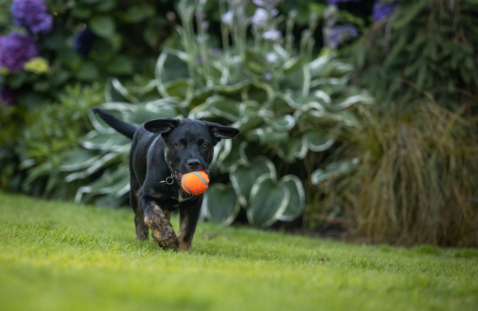 Dog running energetically outdoors with a toy