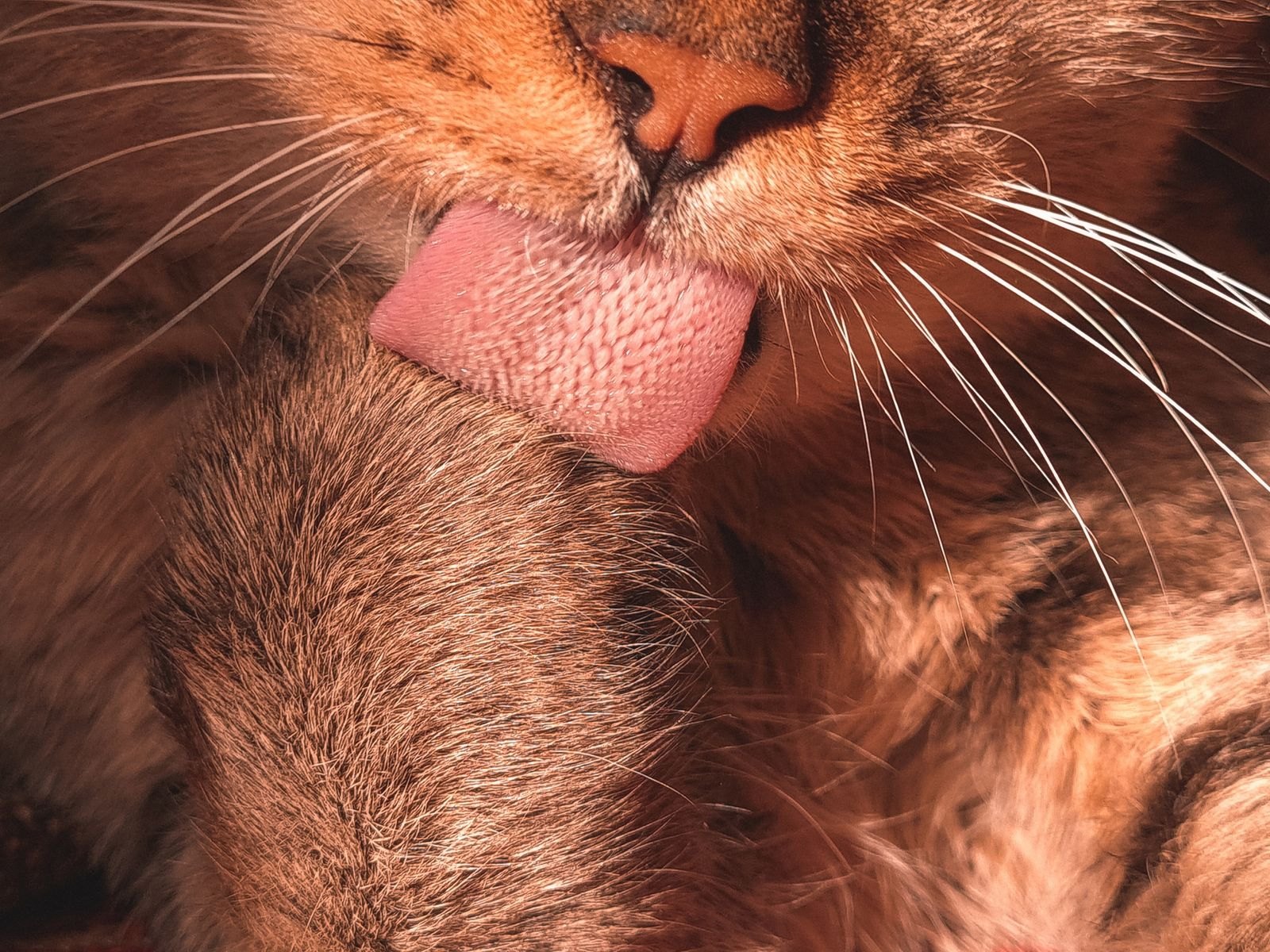 Primer plano de un gato acicalándose con la lengua, mostrando la textura áspera de las papilas