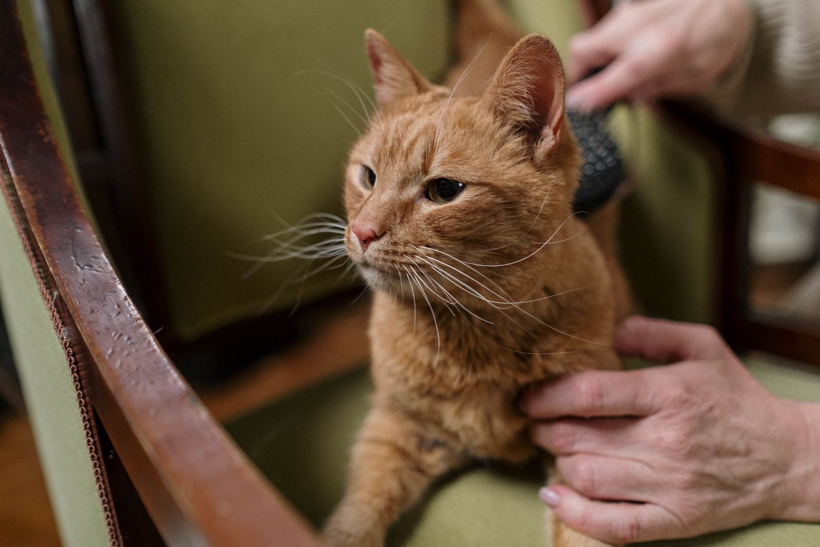 Persona cepillando con delicadeza el pelo de un gato anaranjado sentado en una silla
