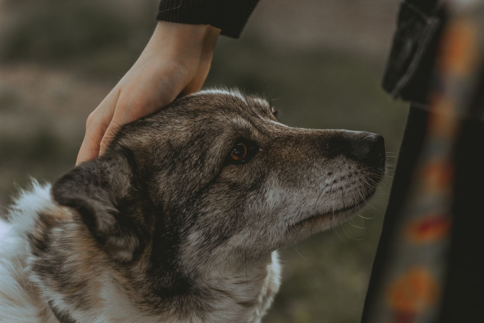 4 Cosas Que Hacer Ante un Bulto Nuevo en tu Mascota