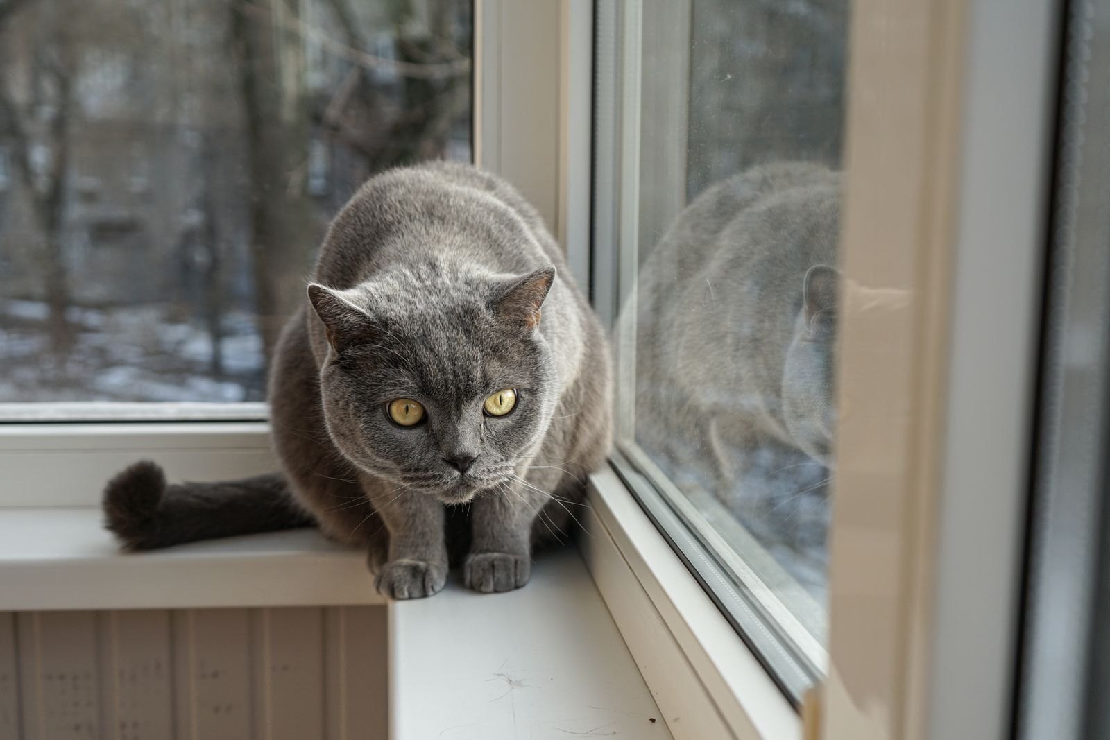 El Castañeteo de tu Gato no Es un Tic: Es Instinto de Caza