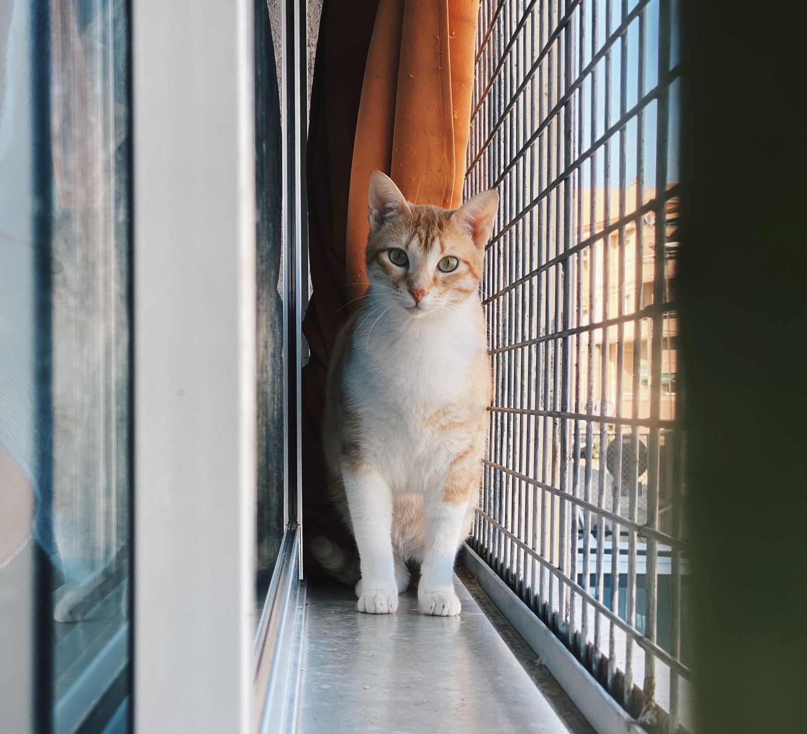Gato en un balcón protegido por una reja metálica de seguridad, con edificios de fondo